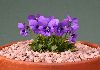 <em>Viola alpina</em>